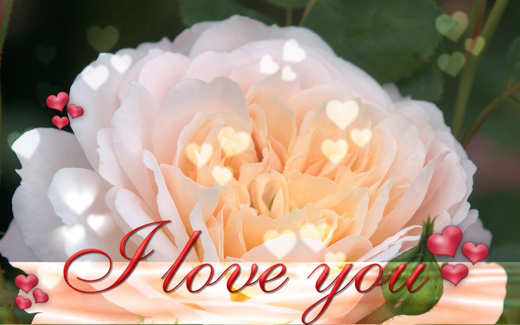 Happy-Valentine,s-Day-ECards-Pictures-Valentine-Rose-Flower-Card-For-Love-You-Him-Her-Photo-7