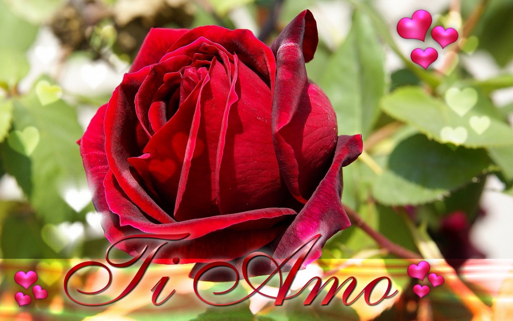 Happy-Valentine,s-Day-ECards-Pictures-Valentine-Rose-Flower-Card-For-Love-You-Him-Her-Photo-8