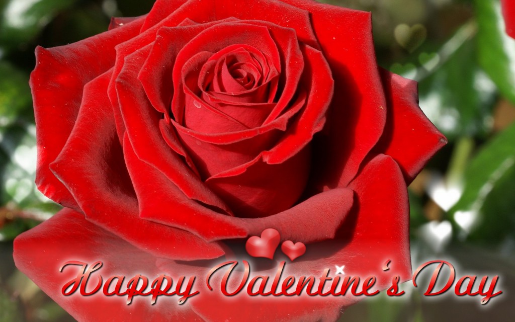 Happy-Valentine,s-Day-ECards-Pictures-Valentine-Rose-Flower-Card-For-Love-You-Him-Her-Photo-9