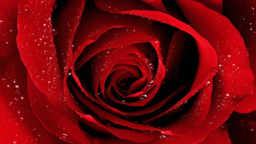 Valentine,s-Day-Red-Rose-Flower-Greeting-Cards-Pictures-Valentine-Gifts-Valentines-Love-Heart-Card-Image-